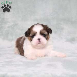 Bella Angel, Shih Tzu Puppy
